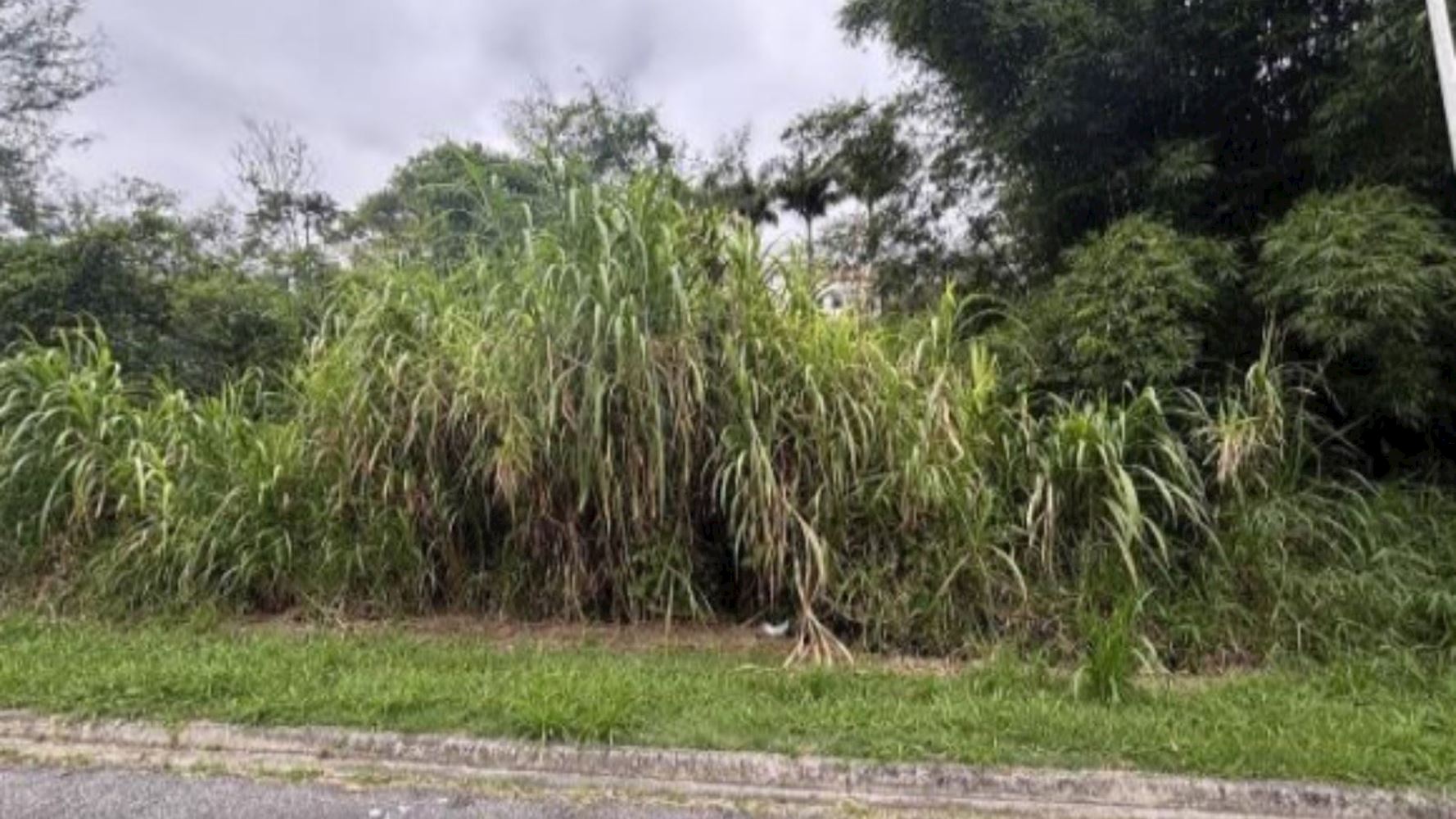 Terreno, Roçado em São José, SC — foto 3 de 5