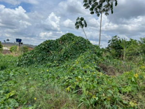 Terreno em Altamira, PA